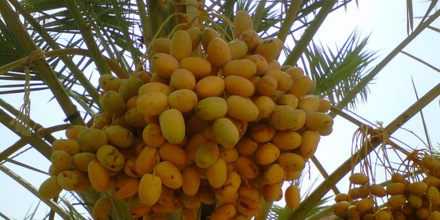 kurma dates palm