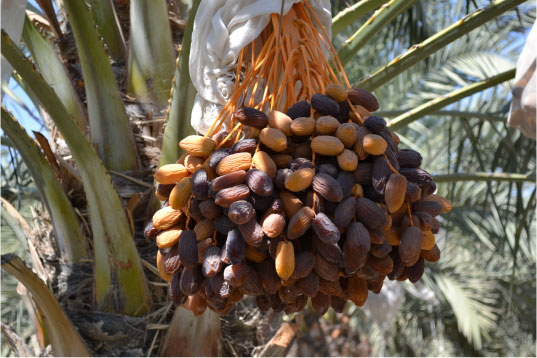 Pembekal Kurma Malaysia